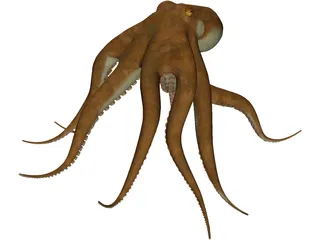 Octopus Vulgaris 3D Model preview