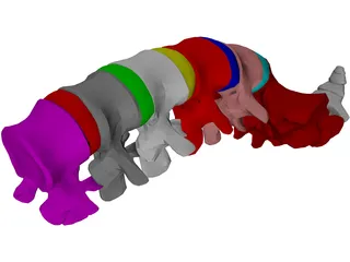 Lumbar Vertebrae Sacrum And Coccyx 3D Model preview