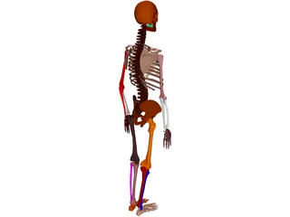 Skeleton Female 3D Model preview