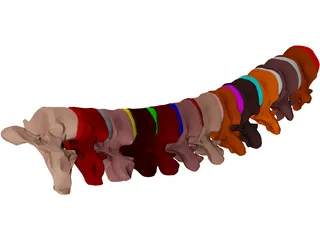 Vertebrae Thoracic 3D Model preview