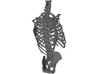 Torso Bone Male 3D Model preview