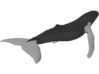 Whale Humpback 3D Model preview