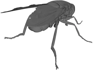 Fly 3D Model preview