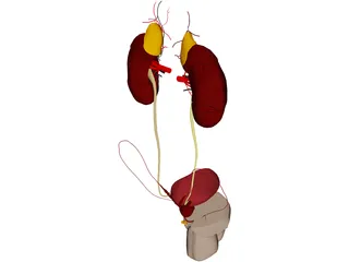 Urinary and Reproductive Systems Male 3D Model preview