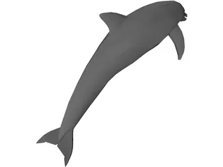 Dolphin 3D Model preview
