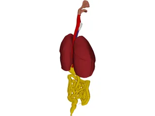 Digestive Tract and Respiratory 3D Model preview
