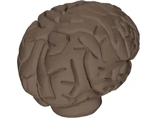 Brain 3D Model preview