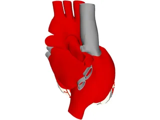 Heart with Internal Parts 3D Model preview