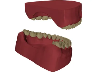 Teeth, Roots, Gums 3D Model preview