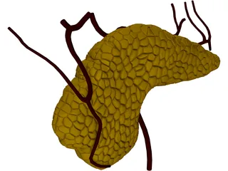 Pancreas 3D Model preview