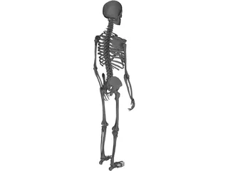 Skeleton Male 3D Model preview