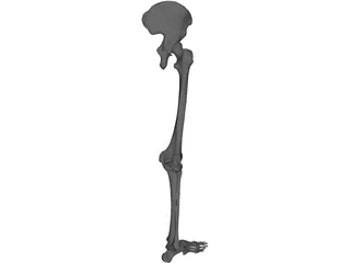 Skeletal Leg 3D Model preview