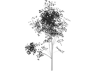 White Ash 3D Model preview