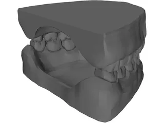 Teeth and Gums 3D Model preview