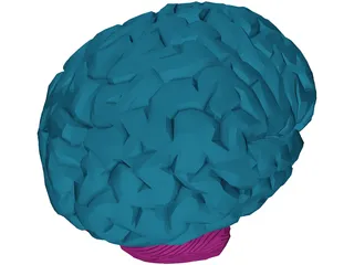 Brain Male 3D Model preview