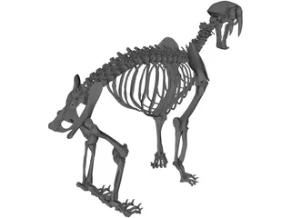 Tiger Saber Tooth Skeleton 3D Model preview