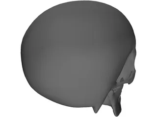 Skull 3D Model preview