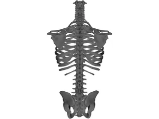 Torso 3D Model preview