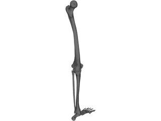 Leg Bone 3D Model preview