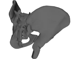 Pelvis 3D Model preview