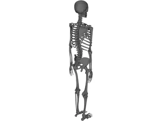Skeleton 3D Model preview