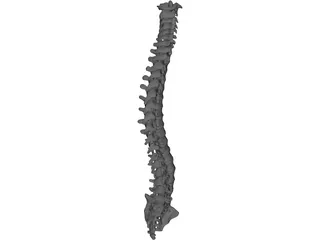 Vertebral Column 3D Model preview