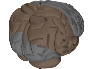 Brain Male 3D Model preview