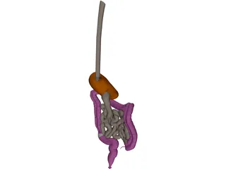 Digestive Tract Internal Organ 3D Model preview