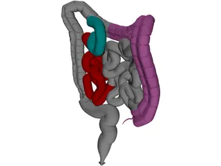 Intestines 3D Model preview