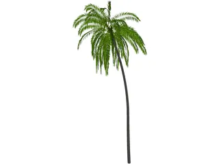 Palm Tree Cocoa 3D Model preview