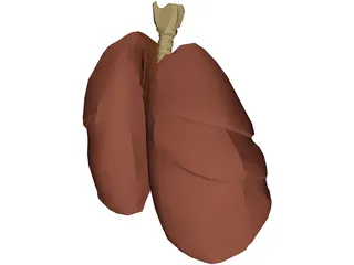Respiratory Upper 3D Model preview
