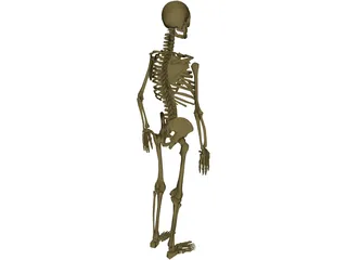 Skeleton Male 3D Model preview