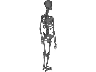 Skeleton Female 3D Model preview