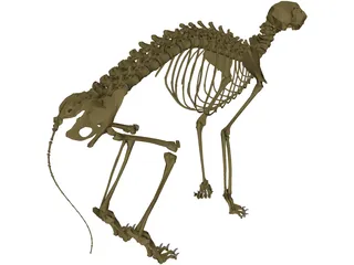 Cat Skeleton 3D Model preview