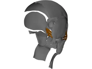 Face Muscles 3D Model preview