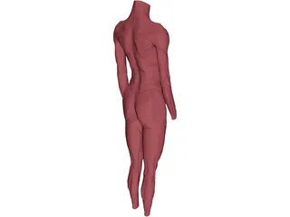 Surface Muscles 3D Model preview