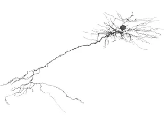 Purkinje Cell 3D Model preview
