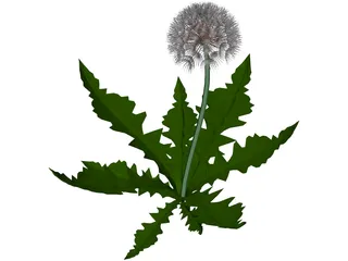 Dandelion 3D Model preview