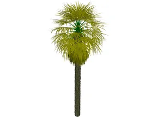 Washingtonia Palm 3D Model preview