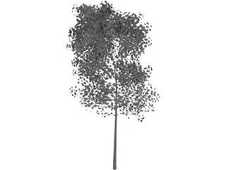 Aspen Populus 3D Model preview