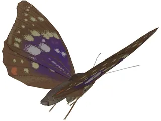 Butterfly Oomura 3D Model preview