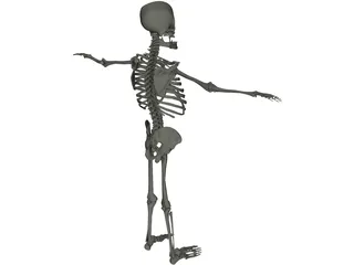 Skeleton 3D Model preview