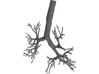 Bronquial Tree with Trachea 3D Model preview