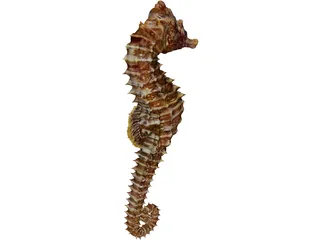 Seahorse 3D Model preview