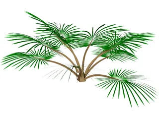 Palm Tree 3D Model preview