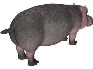 Hippopotamus 3D Model preview