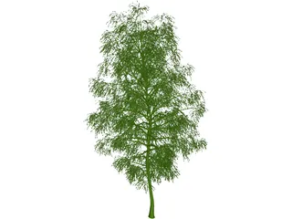 Birch Tree 3D Model preview