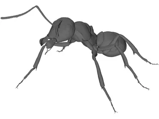 Ant 3D Model preview