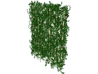Plant Ivy 3D Model preview