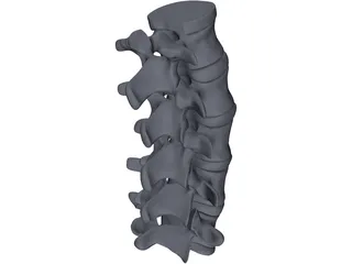 Lumbar Spine 3D Model preview